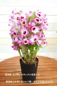 画像4: 【華やか♫明るい紫色の覆輪系デンドロ】Den. 'Sweet  Candy'（交配種）デンドロビウム　スウィート  キャンディー (4)