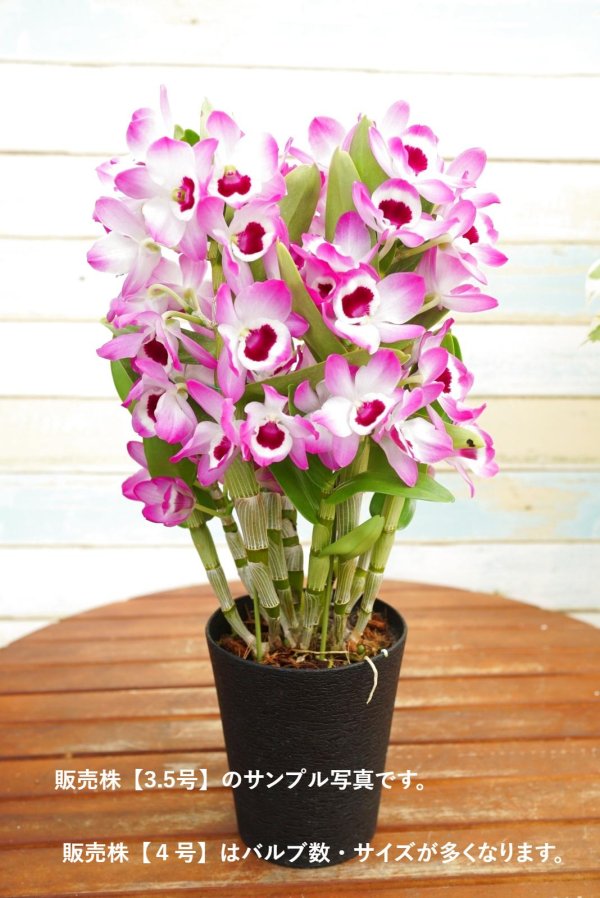 画像4: 【華やか♫明るい紫色の覆輪系デンドロ】Den. 'Sweet  Candy'（交配種）デンドロビウム　スウィート  キャンディー (4)