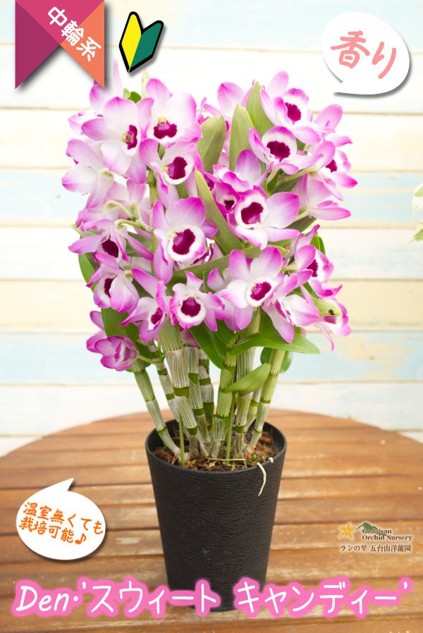 画像1: 【華やか♫明るい紫色の覆輪系デンドロ】Den. 'Sweet  Candy'（交配種）デンドロビウム　スウィート  キャンディー (1)