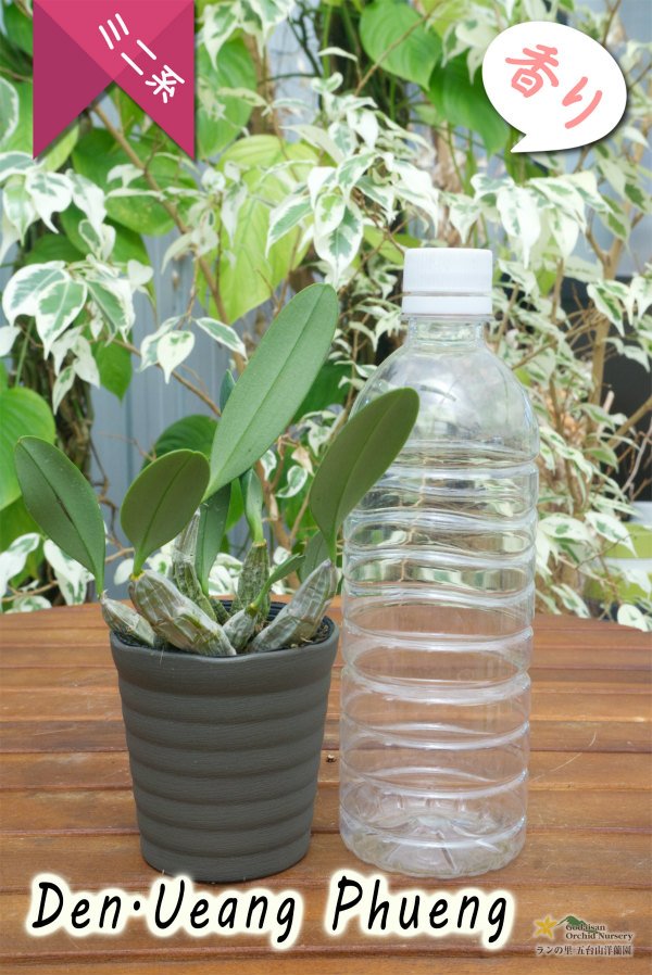 画像4: 【原種デンドロの雰囲気を楽しめる交配種デンドロ】Den.Ueang Phueng(交配種)デンドロビウム ウェンフェン (4)