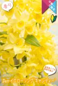 画像1: 【萌えるイエローカラーのデンドロ】Den. Yellow Song 'Candy' （交配種）デンドロビウム　イエローソング ‘キャンディー’ (1)