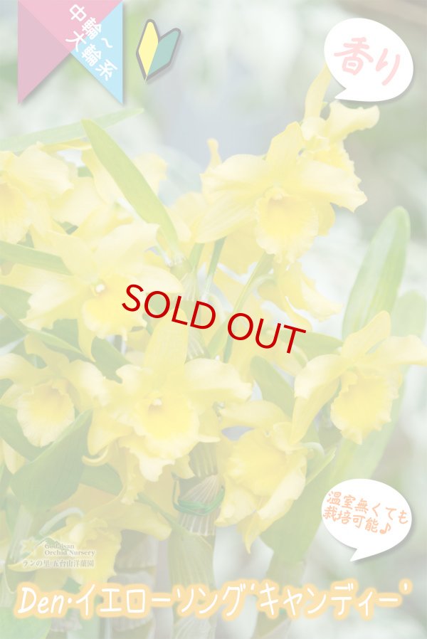 画像3: 【萌えるイエローカラーのデンドロ】Den. Yellow Song 'Candy' (交配種)デンドロビウム イエローソング ‘キャンディー’ (3)