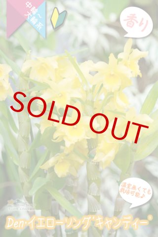 洋蘭専門店 ランの里 五台山洋蘭園デンドロビウム交配種