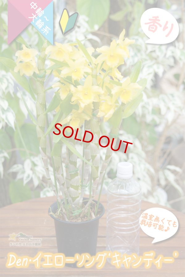画像4: 【萌えるイエローカラーのデンドロ】Den. Yellow Song 'Candy' (交配種)デンドロビウム イエローソング ‘キャンディー’ (4)