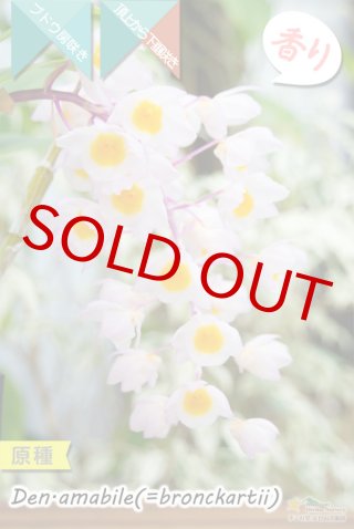 70726f647563742f44656e5f73702f