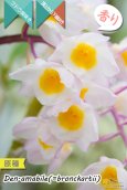 画像2: 【ぶどう房咲きデンドロ原種】Dendrobium amabile(=bronckartii)（原種）デンドロビウム　アマビレ（＝ブロンカルティ） (2)