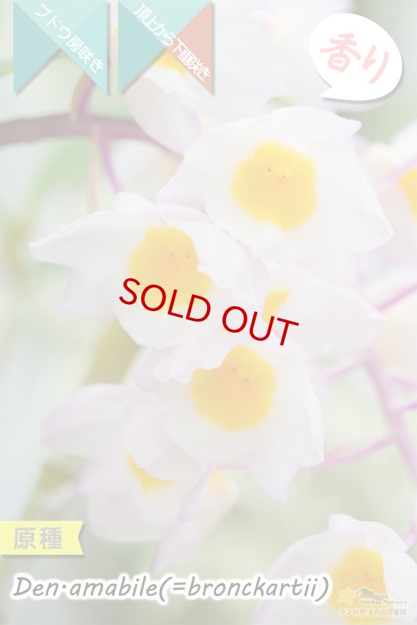 画像2: 【ぶどう房咲きデンドロ原種】Dendrobium amabile(=bronckartii)(原種)デンドロビウム アマビレ(=ブロンカルティ) (2)