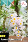 画像3: 【ぶどう房咲きデンドロ原種】Dendrobium amabile(=bronckartii)（原種）デンドロビウム　アマビレ（＝ブロンカルティ） (3)