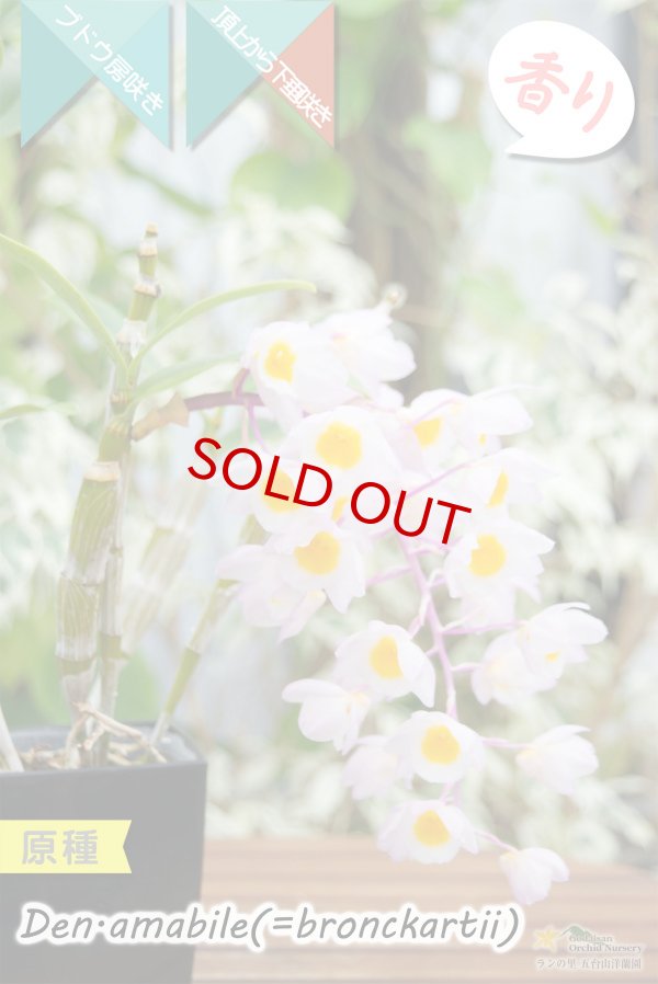 画像3: 【ぶどう房咲きデンドロ原種】Dendrobium amabile(=bronckartii)(原種)デンドロビウム アマビレ(=ブロンカルティ) (3)