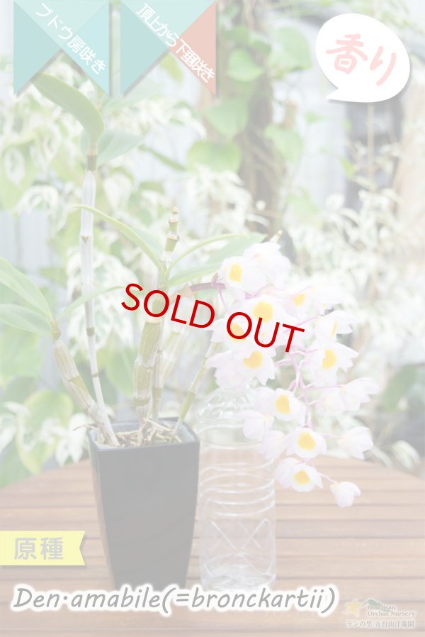 画像4: 【ぶどう房咲きデンドロ原種】Dendrobium amabile(=bronckartii)(原種)デンドロビウム アマビレ(=ブロンカルティ) (4)