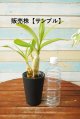 次回開花予定株・開花サイズ（花は付いておりません。ご注意下さい。）