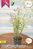 画像8: 【ふんわり香る春の妖精のような原種デンドロ】Den.hercoglossum（原種）デンドロビウム　ヘリコグロッサム (8)