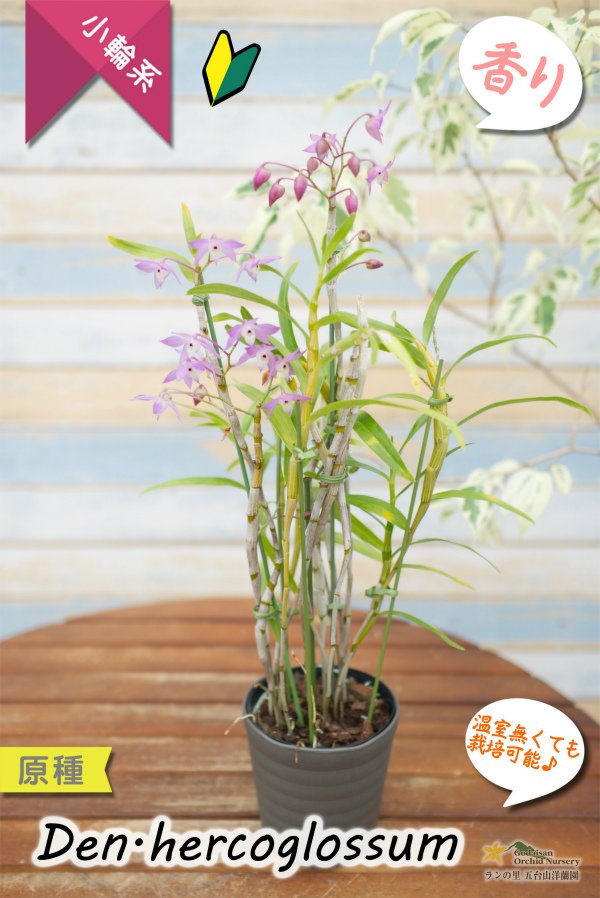 画像8: 【ふんわり香る春の妖精のような原種デンドロ】Den.hercoglossum（原種）デンドロビウム　ヘリコグロッサム (8)