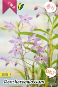 画像1: 【ふんわり香る春の妖精のような原種デンドロ】Den.hercoglossum（原種）デンドロビウム　ヘリコグロッサム (1)