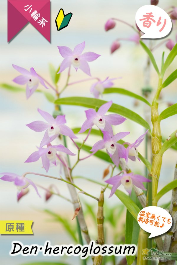 画像1: 【ふんわり香る春の妖精のような原種デンドロ】Den.hercoglossum（原種）デンドロビウム　ヘリコグロッサム (1)