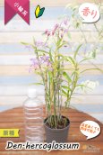 画像11: 【ふんわり香る春の妖精のような原種デンドロ】Den.hercoglossum（原種）デンドロビウム　ヘリコグロッサム (11)