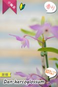 画像6: 【ふんわり香る春の妖精のような原種デンドロ】Den.hercoglossum（原種）デンドロビウム　ヘリコグロッサム (6)