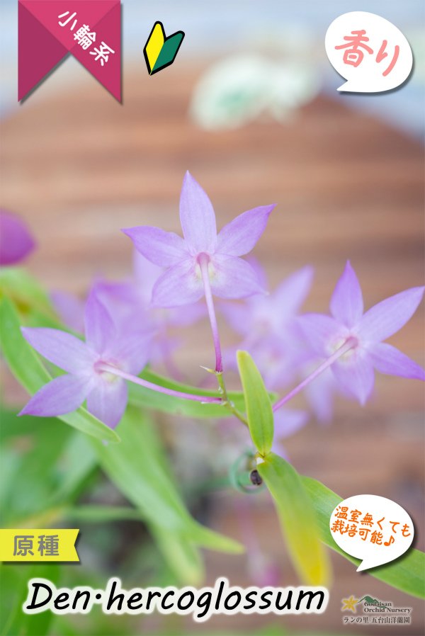 画像7: 【ふんわり香る春の妖精のような原種デンドロ】Den.hercoglossum（原種）デンドロビウム　ヘリコグロッサム (7)