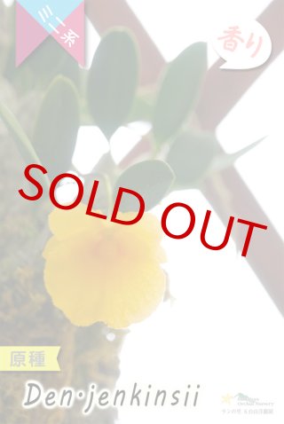 洋蘭専門店 ランの里 五台山洋蘭園デンドロビウム (Page 1)