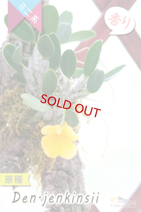 画像2: 【野生の趣を楽しめるコルク付け原種デンドロ】Den.jenkinsii (=aggregatum var.jenkinsii)(原種)デンドロビウム ジェンキンシー(=アグレガタム ジェンキンシー) (2)