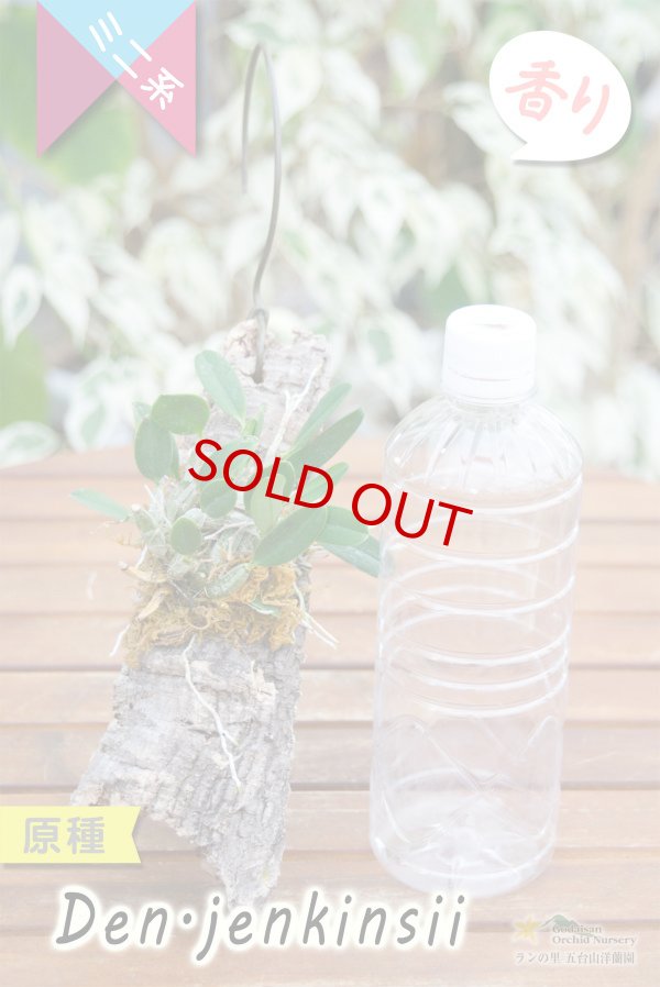 画像3: 【野生の趣を楽しめるコルク付け原種デンドロ】Den.jenkinsii (=aggregatum var.jenkinsii)(原種)デンドロビウム ジェンキンシー(=アグレガタム ジェンキンシー) (3)