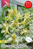画像1: 【野性味あふれるニューギニアの原種デンドロ】Den. macrophyllum （原種）デンドロビウム　マクロフィラム (1)