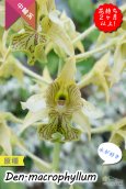 画像3: 【野性味あふれるニューギニアの原種デンドロ】Den. macrophyllum （原種）デンドロビウム　マクロフィラム (3)