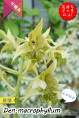 画像2: 【野性味あふれるニューギニアの原種デンドロ】Den. macrophyllum （原種）デンドロビウム　マクロフィラム (2)