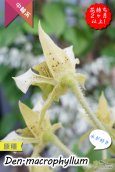 画像4: 【野性味あふれるニューギニアの原種デンドロ】Den. macrophyllum （原種）デンドロビウム　マクロフィラム (4)