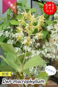 画像5: 【野性味あふれるニューギニアの原種デンドロ】Den. macrophyllum （原種）デンドロビウム　マクロフィラム (5)