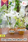 画像10: 【株も花もビッグサイズの４倍体個体♫】Den.parishii  album  ４N（原種）　デンドロビウム　パリシー アルバム ４N (10)