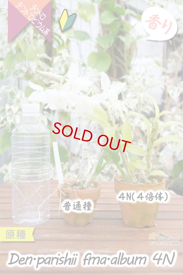 画像10: 【株も花もビッグサイズの４倍体個体♫】Den.parishii  album  ４N（原種）　デンドロビウム　パリシー アルバム ４N (10)