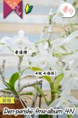 画像7: 【株も花もビッグサイズの４倍体個体♫】Den.parishii  album  ４N（原種）　デンドロビウム　パリシー アルバム ４N (7)