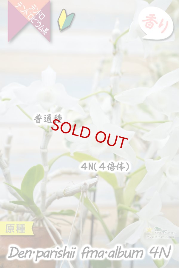 画像7: 【株も花もビッグサイズの４倍体個体♫】Den.parishii  album  ４N（原種）　デンドロビウム　パリシー アルバム ４N (7)