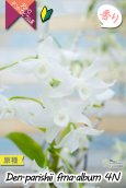画像1: 【株も花もビッグサイズの４倍体個体♫】Den.parishii  album  ４N（原種）　デンドロビウム　パリシー アルバム ４N (1)