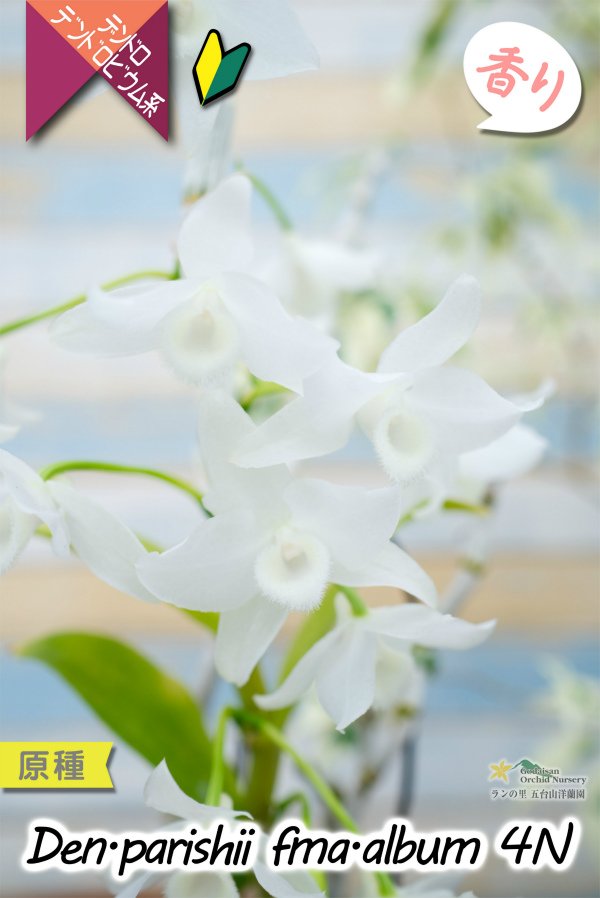 画像1: 【株も花もビッグサイズの４倍体個体♫】Den.parishii  album  ４N（原種）　デンドロビウム　パリシー アルバム ４N (1)