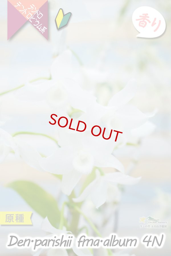 画像1: 【株も花もビッグサイズの４倍体個体♫】Den.parishii  album  ４N（原種）　デンドロビウム　パリシー アルバム ４N (1)