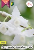 画像5: 【株も花もビッグサイズの４倍体個体♫】Den.parishii  album  ４N（原種）　デンドロビウム　パリシー アルバム ４N (5)