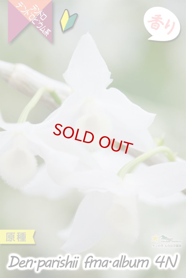 画像5: 【株も花もビッグサイズの４倍体個体♫】Den.parishii  album  ４N（原種）　デンドロビウム　パリシー アルバム ４N (5)