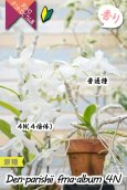画像9: 【株も花もビッグサイズの４倍体個体♫】Den.parishii  album  ４N（原種）　デンドロビウム　パリシー アルバム ４N (9)