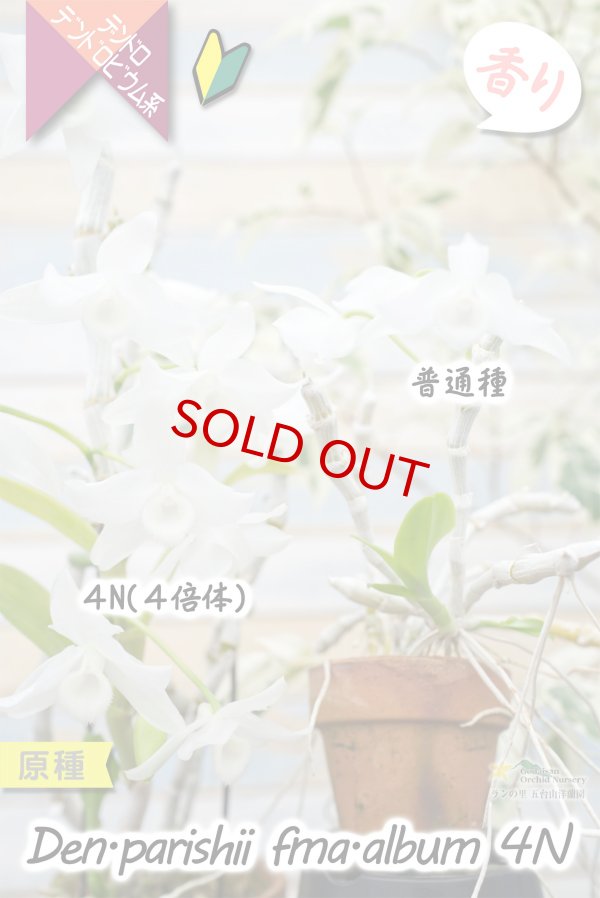 画像9: 【株も花もビッグサイズの４倍体個体♫】Den.parishii  album  ４N（原種）　デンドロビウム　パリシー アルバム ４N (9)