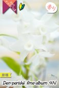 画像4: 【株も花もビッグサイズの４倍体個体♫】Den.parishii  album  ４N（原種）　デンドロビウム　パリシー アルバム ４N (4)