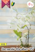 画像2: 【株も花もビッグサイズの４倍体個体♫】Den.parishii  album  ４N（原種）　デンドロビウム　パリシー アルバム ４N (2)