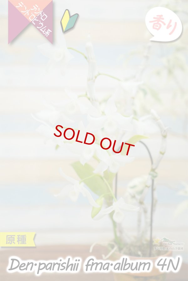 画像2: 【株も花もビッグサイズの４倍体個体♫】Den.parishii  album  ４N（原種）　デンドロビウム　パリシー アルバム ４N (2)