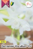 画像6: 【株も花もビッグサイズの４倍体個体♫】Den.parishii  album  ４N（原種）　デンドロビウム　パリシー アルバム ４N (6)