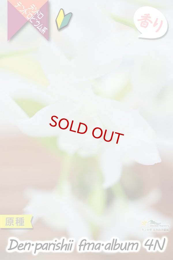 画像6: 【株も花もビッグサイズの４倍体個体♫】Den.parishii  album  ４N（原種）　デンドロビウム　パリシー アルバム ４N (6)