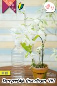 画像11: 【株も花もビッグサイズの４倍体個体♫】Den.parishii  album  ４N（原種）　デンドロビウム　パリシー アルバム ４N (11)