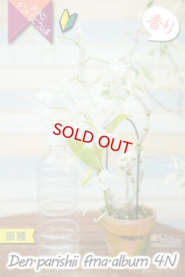 画像11: 【株も花もビッグサイズの４倍体個体♫】Den.parishii  album  ４N（原種）　デンドロビウム　パリシー アルバム ４N (11)