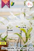 画像8: 【株も花もビッグサイズの４倍体個体♫】Den.parishii  album  ４N（原種）　デンドロビウム　パリシー アルバム ４N (8)