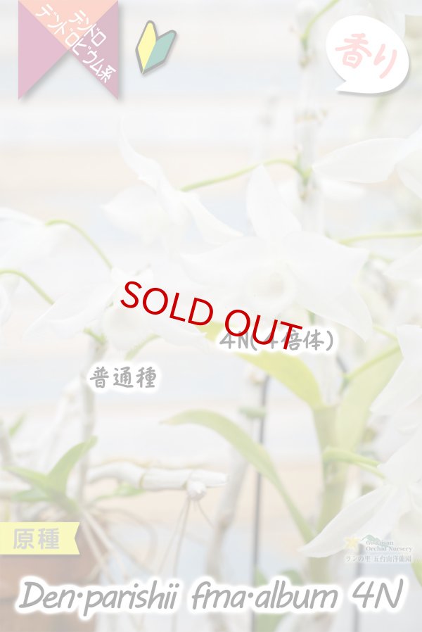 画像8: 【株も花もビッグサイズの４倍体個体♫】Den.parishii  album  ４N（原種）　デンドロビウム　パリシー アルバム ４N (8)